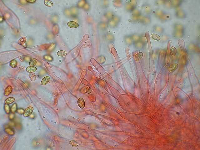 Galerina marginata (Batsch) K�hner